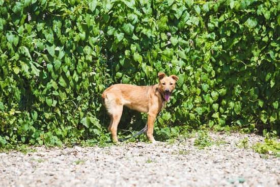 Can You Take Dogs On A Train Can You Take Dogs On A Train