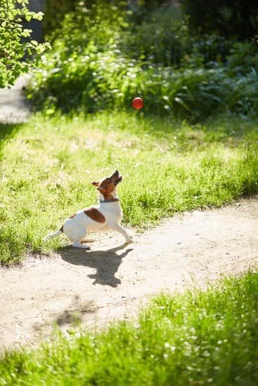 Can You Take Your Dog On A Train Can You Take Your Dog On A Train
