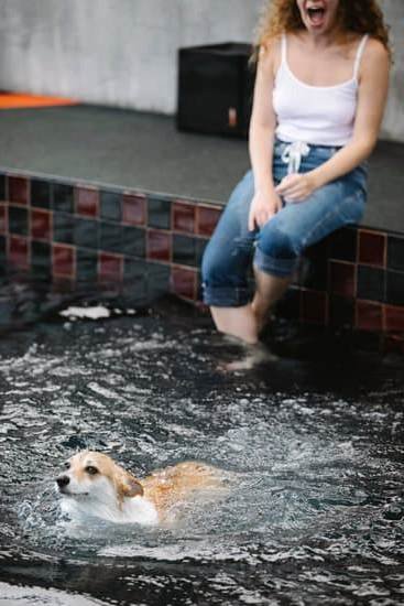 Can You Toilet Train An Older Dog Can You Toilet Train An Older Dog