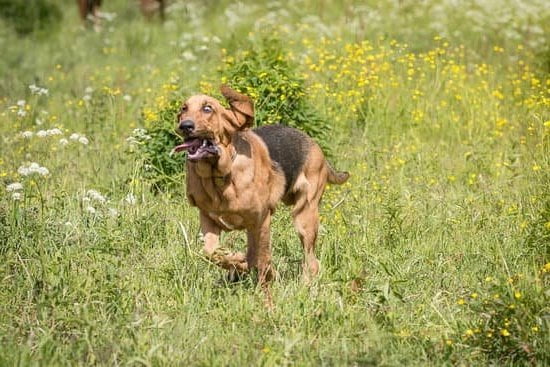 Can You Train 2 Dogs At The Same Time Can You Train 2 Dogs At The Same Time