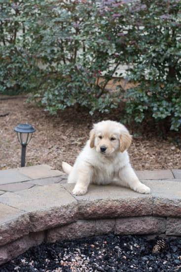 Can You Train A Dog Not To Be Aggressive 1 Can You Train A Dog Not To Be Aggressive