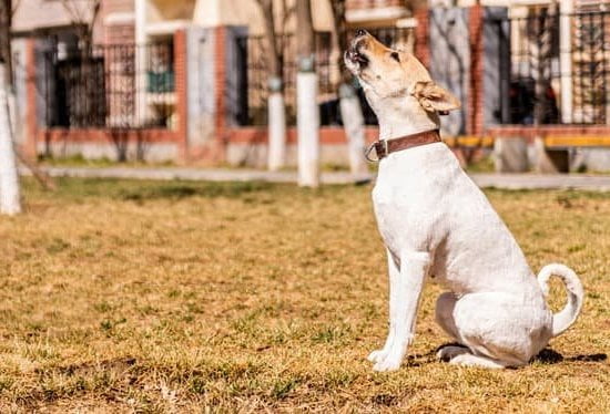Can You Train A Dog To Help With Anxiety Can You Train A Dog To Help With Anxiety