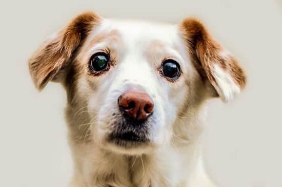 Can You Train A Dog To Pee In The Toilet