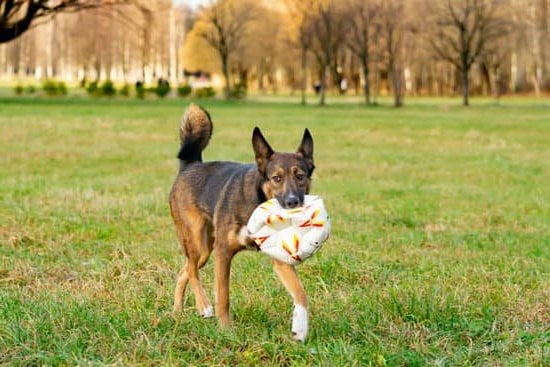 Can You Train A Dog To Stop Biting Can You Train A Dog To Stop Biting