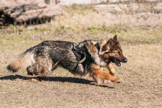 Can You Train Aggression Out Of A Dog Can You Train Aggression Out Of A Dog