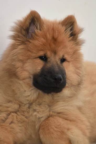 Can You Train An Aggressive Dog Can You Train An Aggressive Dog