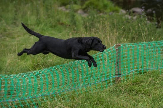 Can You Train An Old Dog 1 Can You Train An Old Dog