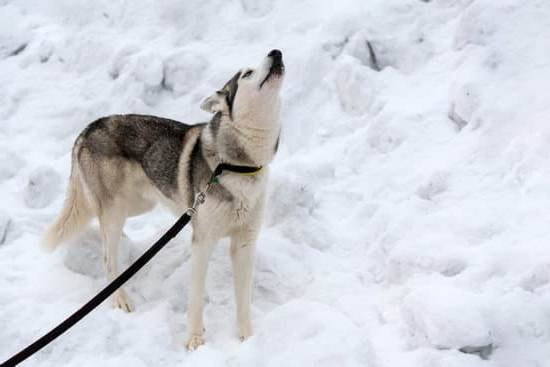 Can You Train Anxiety Out Of A Dog