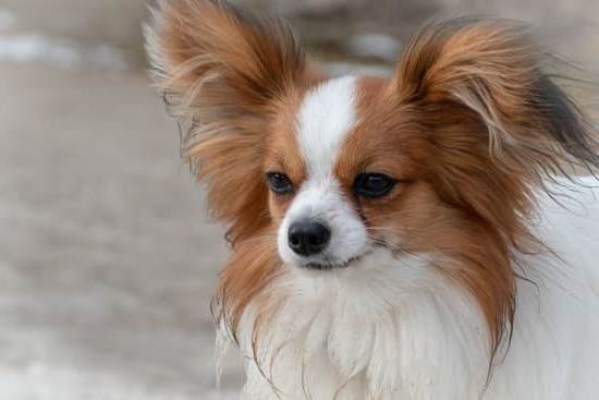 Can You Train Any Dog To Hunt Can You Train Any Dog To Hunt
