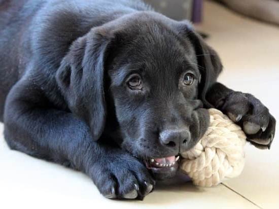 Can You Train Dogs To Use A Toilet Can You Train Dogs To Use A Toilet