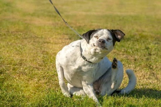 Can You Train Dogs To Use The Toilet Every Day Interests