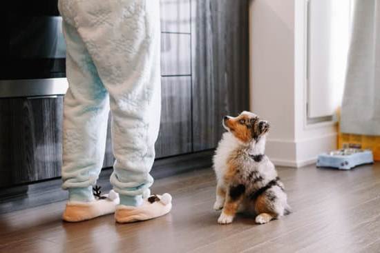 Can You Train Out Dog Aggression Can You Train Out Dog Aggression