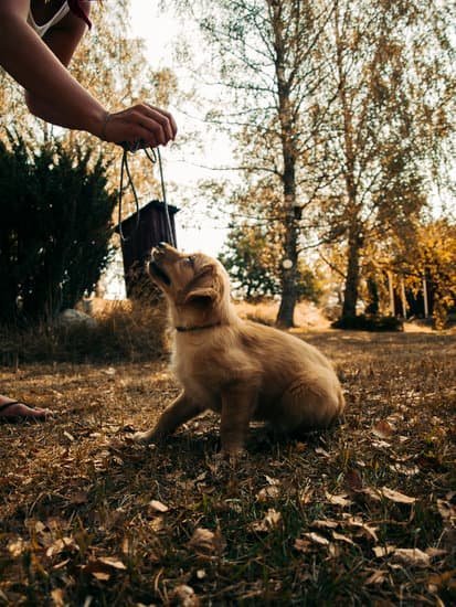 Can You Train Your Own Diabetic Alert Dog Can You Train Your Own Diabetic Alert Dog