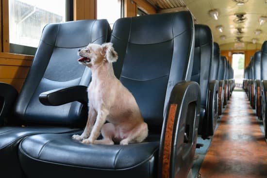 Canine Dimensions In Home Dog Training Review 1 Canine Dimensions In Home Dog Training Review