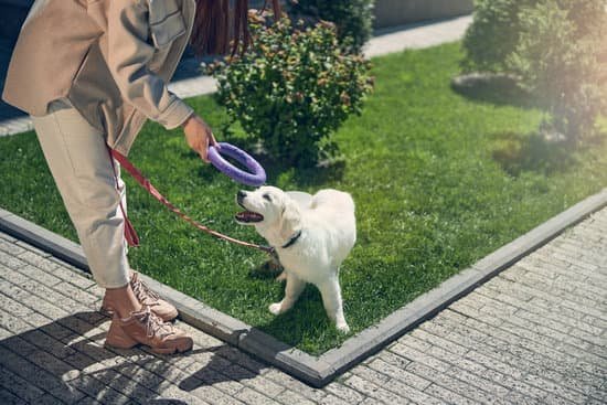 Cheap Dog Training Treats Cheap Dog Training Treats