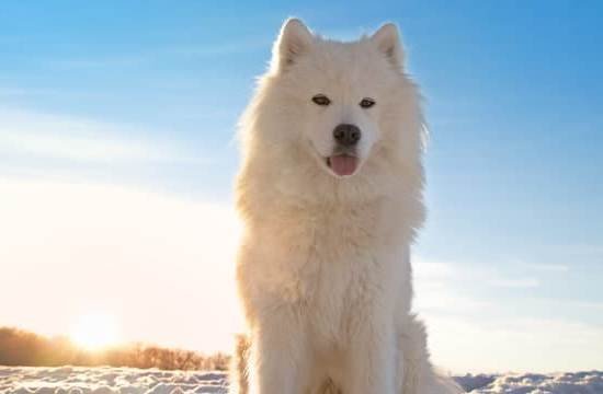 Citronella Dog Training Collar