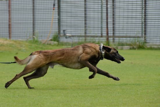 Clicker Training Dogs To Stop Barking Clicker Training Dogs To Stop Barking