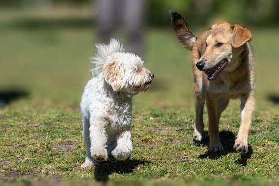 Clicker Training For Dogs To Stop Barking Clicker Training For Dogs To Stop Barking