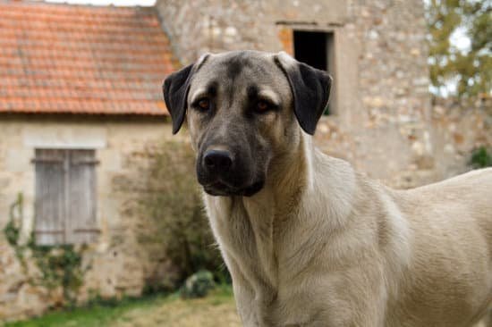 Colleen Pelar Dog Trainer