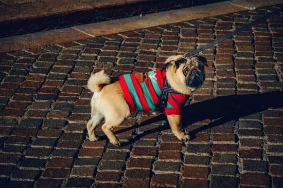 Cornerstone Dog Training Cost 1 Cornerstone Dog Training Cost