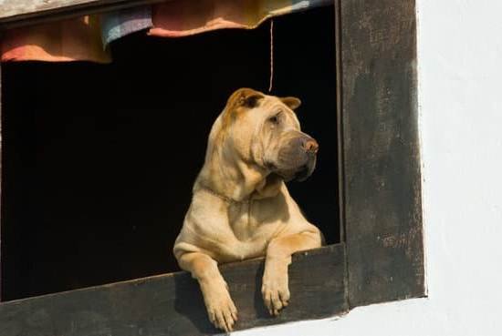 Cost Of Professional Dog Training Cost Of Professional Dog Training