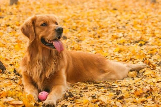 Cost To Train A Hunting Dog 1 Cost To Train A Hunting Dog