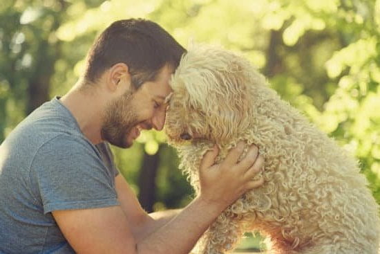 Cost To Train Therapy Dog Cost To Train Therapy Dog