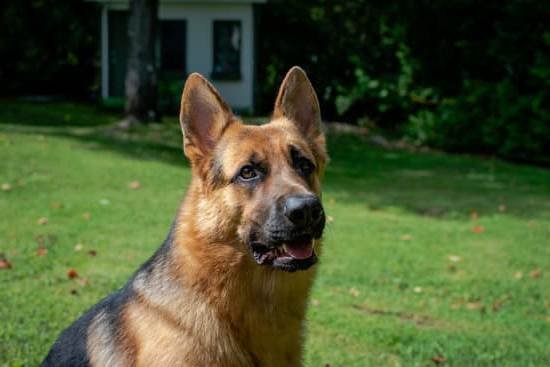 Crate Potty Training Older Dogs Crate Potty Training Older Dogs
