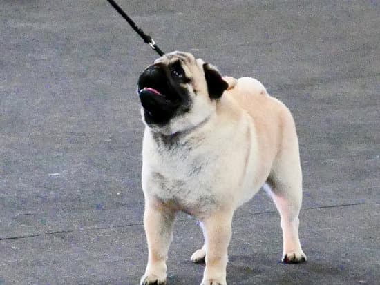 Crate Train Your Dog In A Weekend