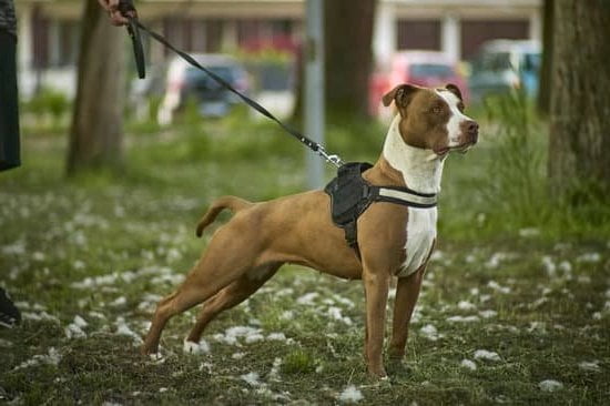 Crate Training A Dog For Potty Training Crate Training A Dog For Potty Training