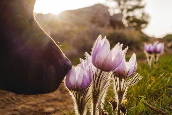 Crate Training A Dog In An Apartment 1 Crate Training A Dog In An Apartment