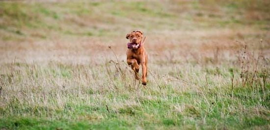 Crate Training Rescue Dog 1 Crate Training Rescue Dog