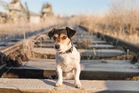 Crunchy Dog Training Treats
