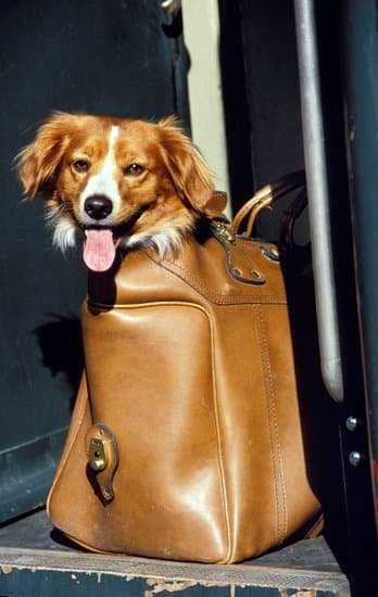 Diy Healthy Dog Training Treats