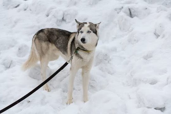 Do Shock Collars Help Train Dogs Do Shock Collars Help Train Dogs
