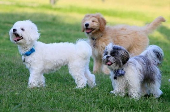 Dog Aggression Training Fountain Hills Dog Aggression Training Fountain Hills