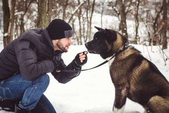 Dog Aggression Training Mn