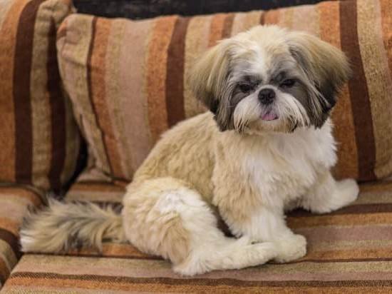 Dog Aggression Training Rochester Ny