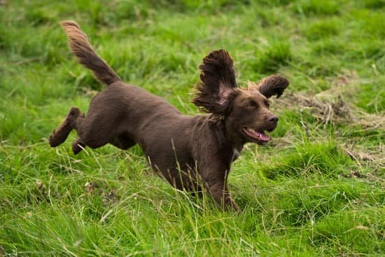 Dog Agility Training Albuquerque