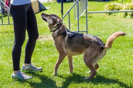 Dog Agility Training Atlanta Dog Agility Training Atlanta