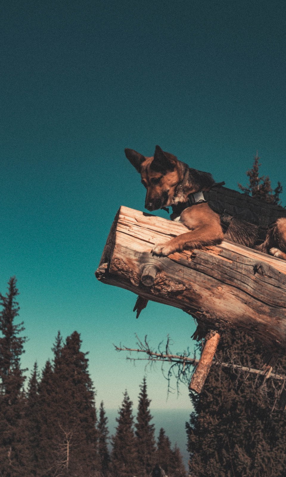 Dog Agility Training Bend Oregon