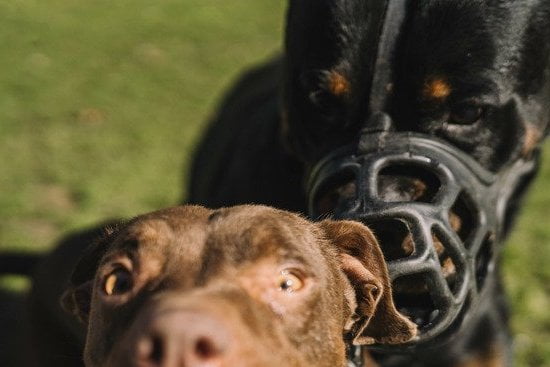 Dog Agility Training Long Beach Ca