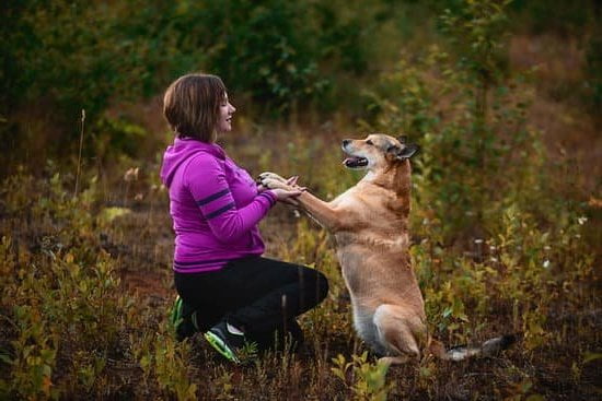 Dog Agility Training Michigan