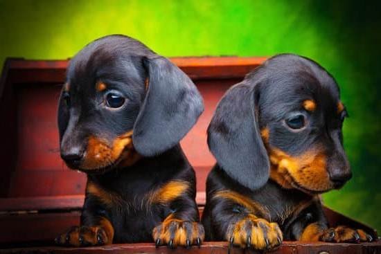 Dog Agility Training Santa Rosa Ca