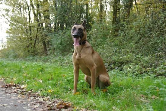 Dog Agility Training Supplies Dog Agility Training Supplies