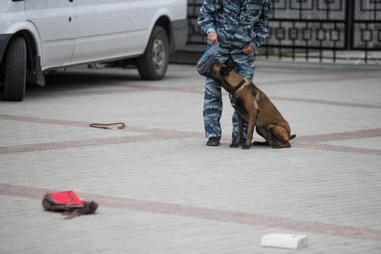 Dog Agility Training Virginia Beach
