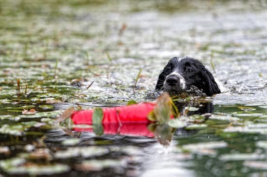 Dog Anxiety Trainer Fountain Hills Dog Anxiety Trainer Fountain Hills