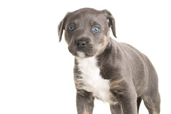 Dog Anxiety Training Near Me