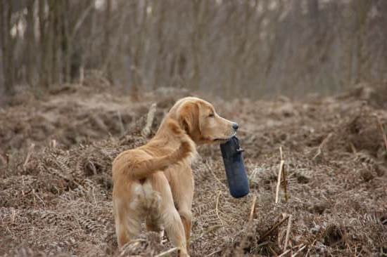 Dog Bathroom Bell Training 1 Dog Bathroom Bell Training