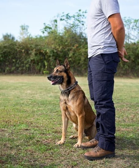 Dog Bell Training 1 Dog Bell Training